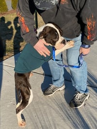 Drago - FOSTER OR ADOPT ME!! - Photo 23