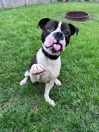 Drago - FOSTER OR ADOPT ME!! - Photo 2