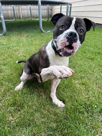 Drago - FOSTER OR ADOPT ME!! - Photo 4