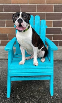 Drago - FOSTER OR ADOPT ME!! - Photo 11