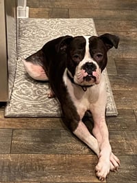 Drago - FOSTER OR ADOPT ME!! - Photo 18