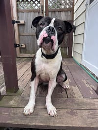 Drago - FOSTER OR ADOPT ME!! - Photo 1