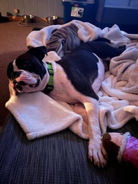Drago - FOSTER OR ADOPT ME!! - Photo 7
