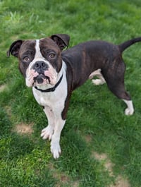Drago - FOSTER OR ADOPT ME!! - Photo 16
