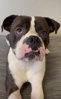 Drago - FOSTER OR ADOPT ME!! - Photo 15