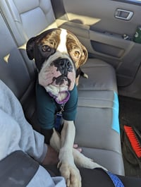 Drago - FOSTER OR ADOPT ME!! - Photo 24