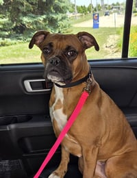 Bailey - Photo 14