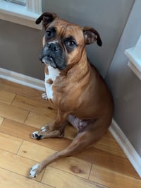 Bailey - Photo 2