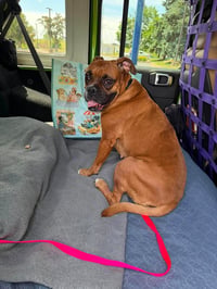 Bailey - Photo 6