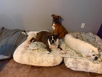 Bailey - Photo 11