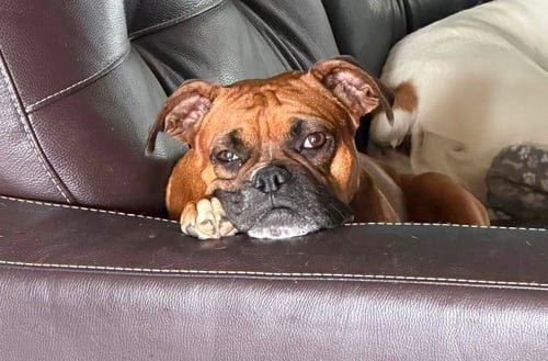 BAILEY - Boxer for adoption in Bloomington