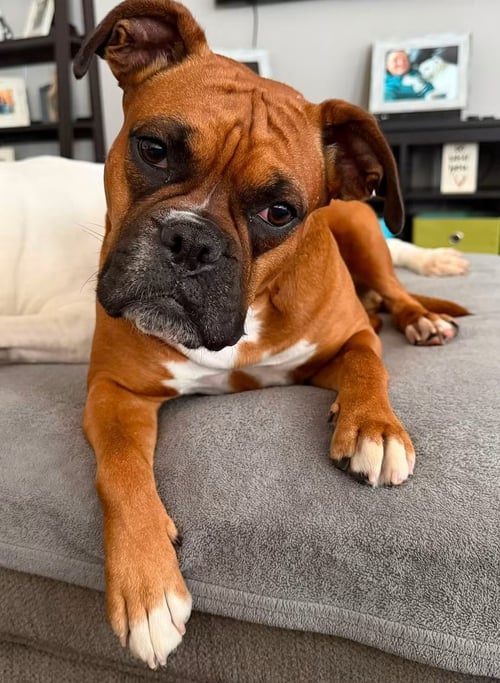 BAILEY - ADOPTION INTEREST!! - Boxer available for adoption