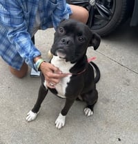 Pup aka Buddy - ADOPTION PENDING!!! - Photo 3
