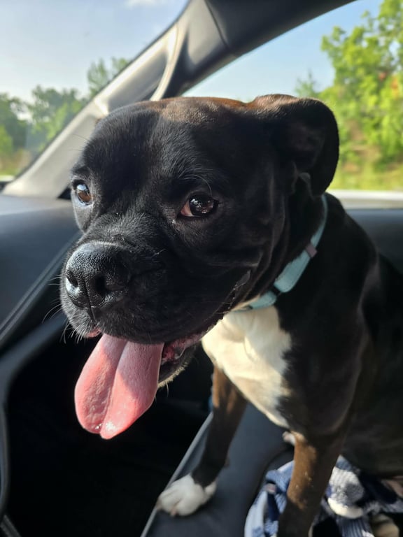 Pup aka Buddy - ADOPTION PENDING!!! Image