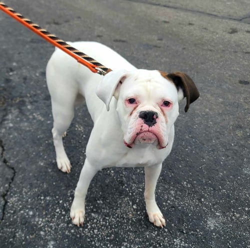 DOTTIE - ADOPTION PENDING!!!