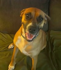 June - FOSTER OR ADOPT ME!! - Photo 3