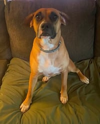 June - FOSTER OR ADOPT ME!! - Photo 1