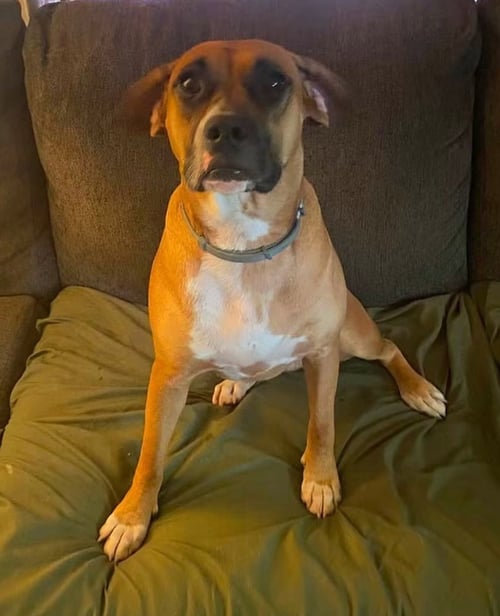 JUNE - FOSTER OR ADOPT ME!! - Boxer for adoption in Bloomington