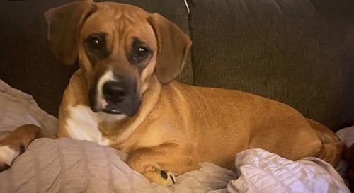 JUNE - Boxer for adoption in Bloomington