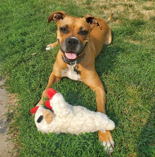 SISSY - Boxer for adoption in Bloomington