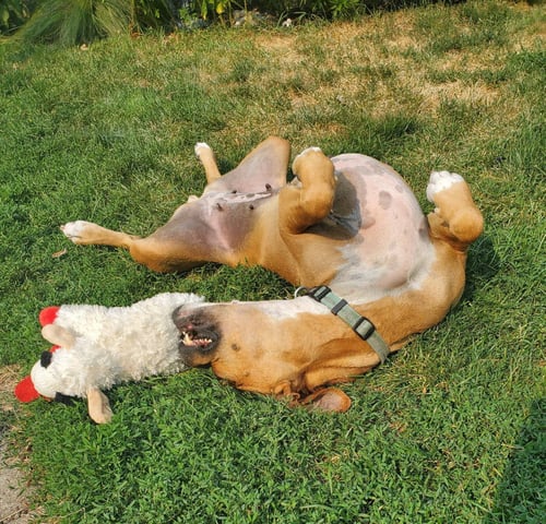 SISSY - Boxer available for adoption