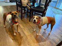 Sissy - Photo 14