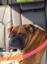 Thumper - Photo 5