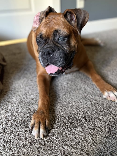 THUMPER - Boxer available for adoption