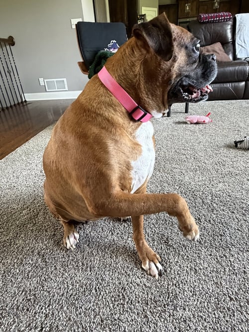 THUMPER - Boxer available for adoption
