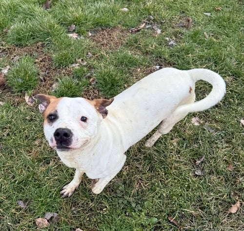 MILLER - Boxer for adoption in Bloomington