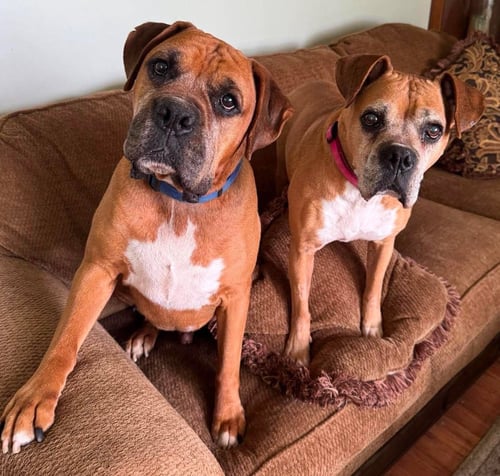 SANDY - FOSTER OR ADOPT ME WITH DANNY!! - Boxer available for adoption