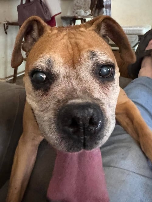 SANDY - FOSTER OR ADOPT ME WITH DANNY!! - Boxer available for adoption