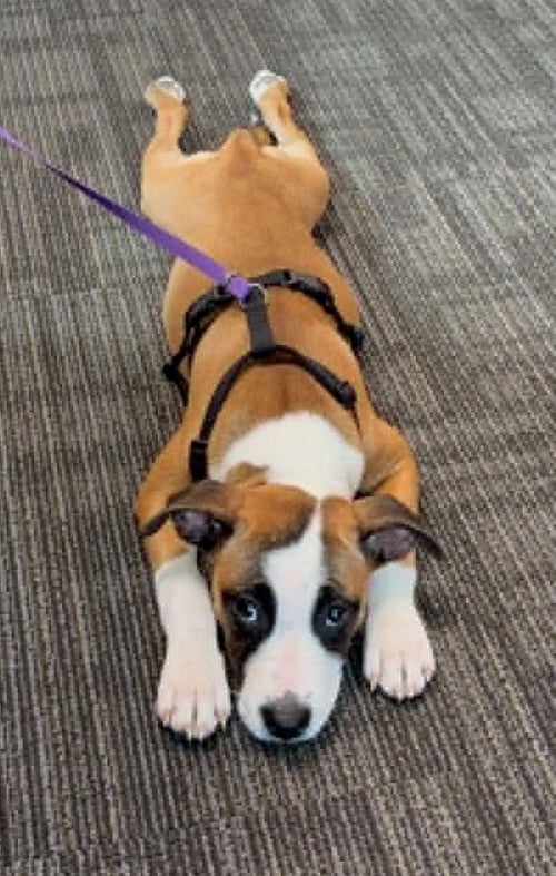 LOVEBUG AKA JUNEBUG - Boxer for adoption in Bloomington