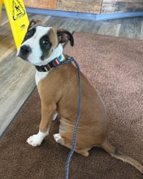LOVEBUG AKA JUNEBUG - Boxer available for adoption
