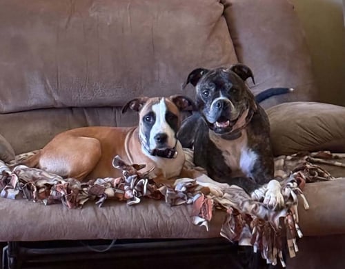 LOVEBUG AKA JUNEBUG - Boxer available for adoption