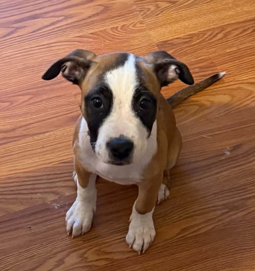 LOVEBUG AKA JUNEBUG - Boxer available for adoption
