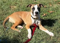 Lovebug aka Junebug - Photo 1