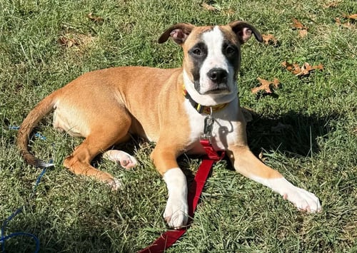 LOVEBUG AKA JUNEBUG - Boxer for adoption in Bloomington
