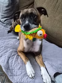Lenny - ADOPT ME WITH LAYLA!! - Photo 4