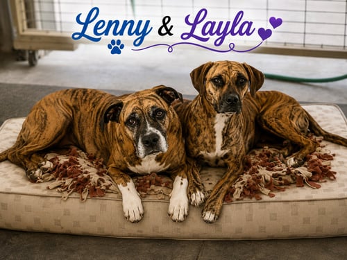 LENNY - ADOPT ME WITH LAYLA!! - Boxer for adoption in Bloomington