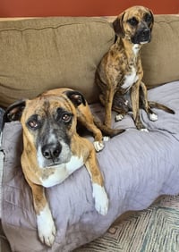 Lenny - ADOPT ME WITH LAYLA!! - Photo 3