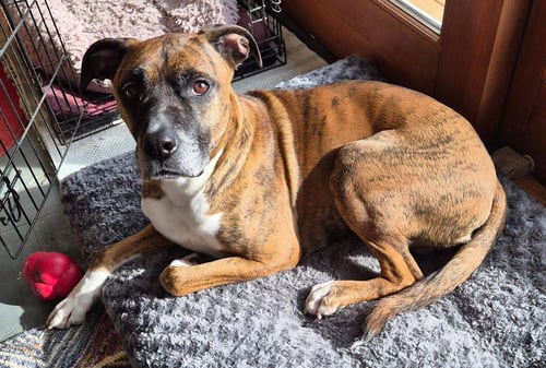 LENNY - ADOPT ME WITH LAYLA!! - Boxer available for adoption