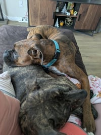 Maverick - ADOPTION PENDING!!! - Photo 3