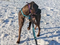 Maverick - ADOPTION PENDING!!! - Photo 4