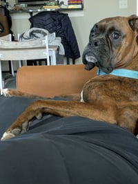 Maverick - ADOPTION PENDING!!! - Photo 2