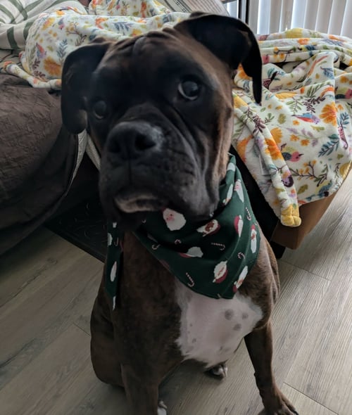 MAVERICK - ADOPTION PENDING!!! - Boxer for adoption in Bloomington