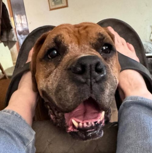 DANNY - FOSTER OR ADOPT ME WITH SANDY!! - Boxer available for adoption