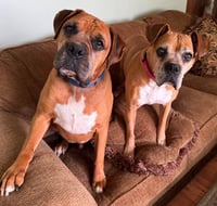 Danny - FOSTER OR ADOPT ME WITH SANDY!! - Photo 1