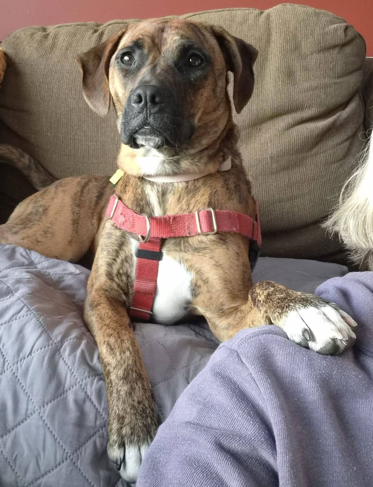 LAYLA - Boxer for adoption in Bloomington