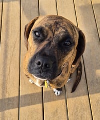 Layla - ADOPT ME WITH LENNY!! - Photo 5